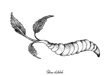 Elle Çince enginar beyaz arka plan üzerinde çizilmiş