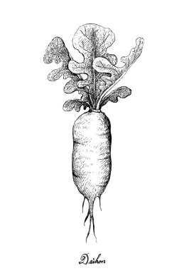 Elle taze Daikon turp beyaz arka plan üzerinde çizilmiş