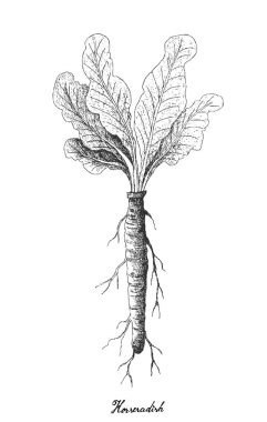 Elle horseradish beyaz arka plan üzerinde çizilmiş