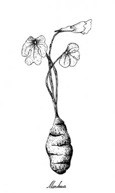 Elle taze Mashua beyaz arka plan üzerinde çizilmiş