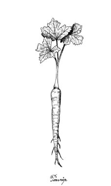 Elle yabani havuç beyaz arka plan üzerinde çizilmiş