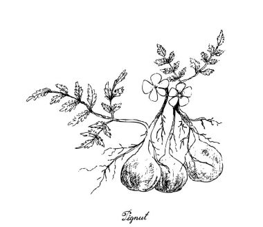 Elle Pignut bitki beyaz arka plan üzerinde çizilmiş