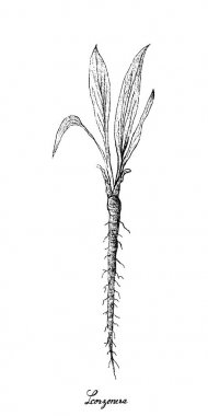 El Scorzonera beyaz zemin üzerine çekilmiş