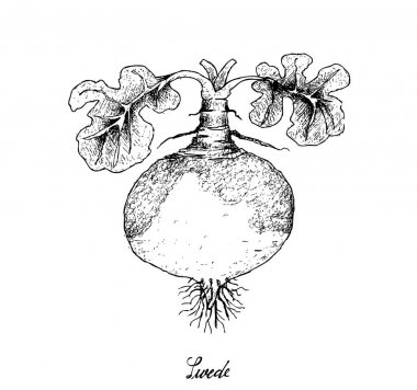 Elle İsveçli beyaz arka plan üzerinde çizilmiş