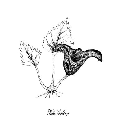 Elle Su boğadikeni bitki beyaz arka plan üzerinde çizilmiş