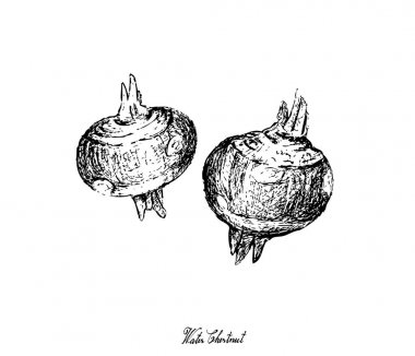 Elle su kestane bitki beyaz arka plan üzerinde çizilmiş