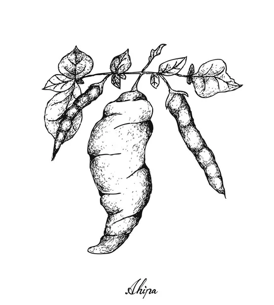 Elle taze Ahipa beyaz arka plan üzerinde çizilmiş