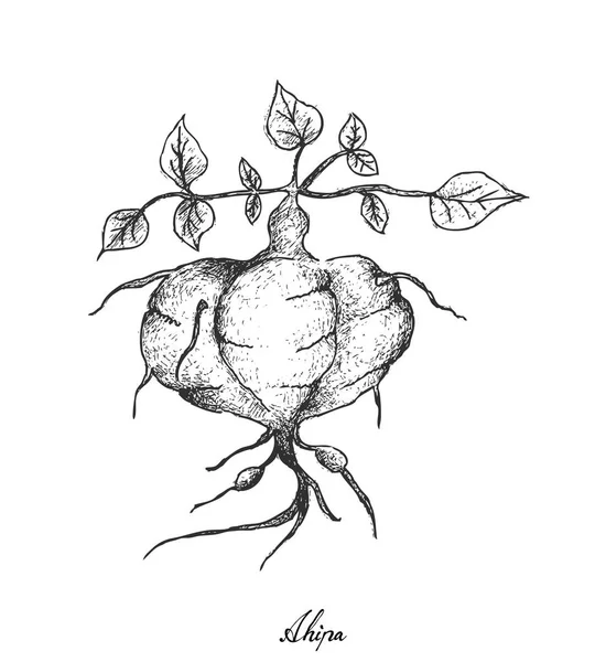 Elle taze Jicama beyaz arka plan üzerinde çizilmiş