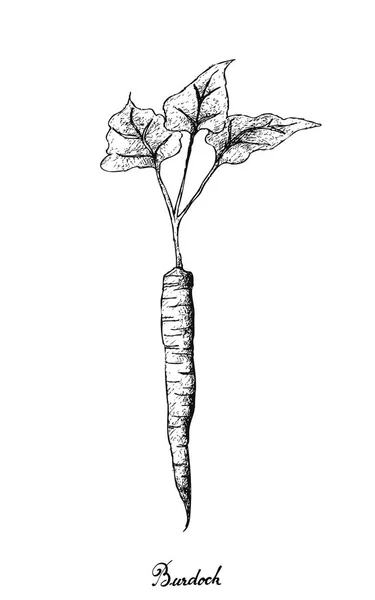 Mão desenhada de bardana em fundo branco —  Vetores de Stock
