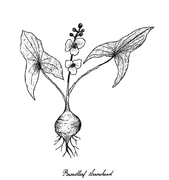 Hand Drawn of Broadleaf Arrowhead on White Background — Stock Vector