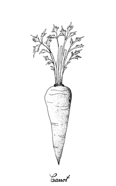 Dibujado a mano de zanahoria fresca sobre fondo blanco — Archivo Imágenes Vectoriales