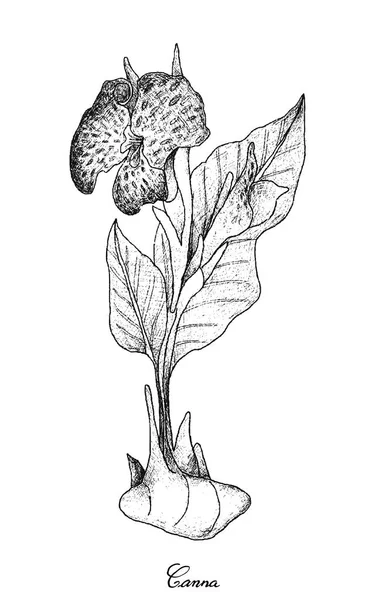 Elle taze Canna beyaz arka plan üzerinde çizilmiş