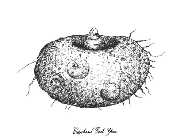 白色背景下的大象脚山药手绘 — 图库矢量图片