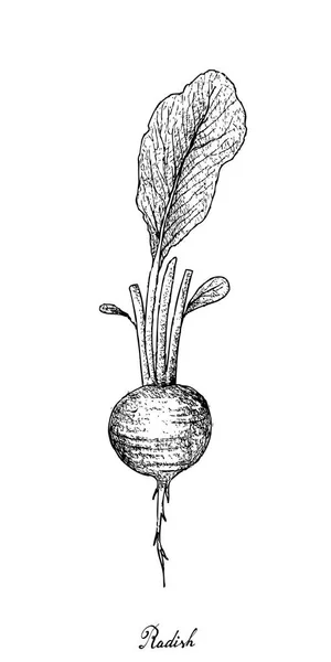 Disegnato a mano di ravanello rosso su sfondo bianco — Vettoriale Stock