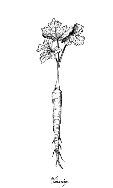 Ручной рисунок пастернака на белом фоне — стоковый вектор