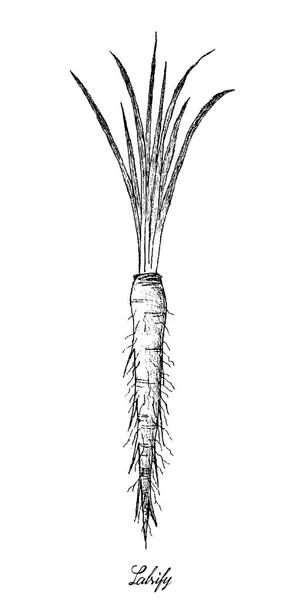 Mână desenată de Salsify pe fundal alb — Vector de stoc