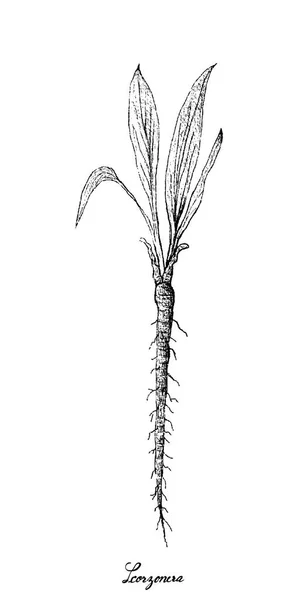 Ручной рисунок Scorzonera на белом фоне — стоковый вектор