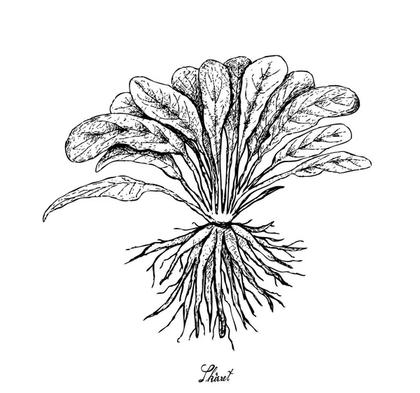 Gambar Tangan Skirret Segar di Latar Belakang Putih - Stok Vektor