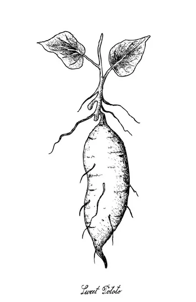 Mão desenhada de batata-doce em fundo branco — Vetor de Stock