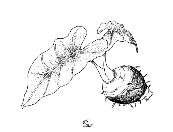 Elle Taro kökleri beyaz arka plan üzerinde çizilmiş