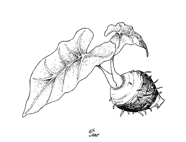 Mão desenhada de raízes de taro no fundo branco — Vetor de Stock