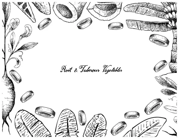 Quadro desenhado à mão de raiz e vegetais tuberosos — Vetor de Stock