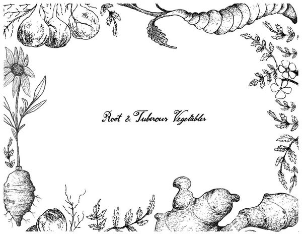 Quadro desenhado à mão de raiz e vegetais tuberosos — Vetor de Stock