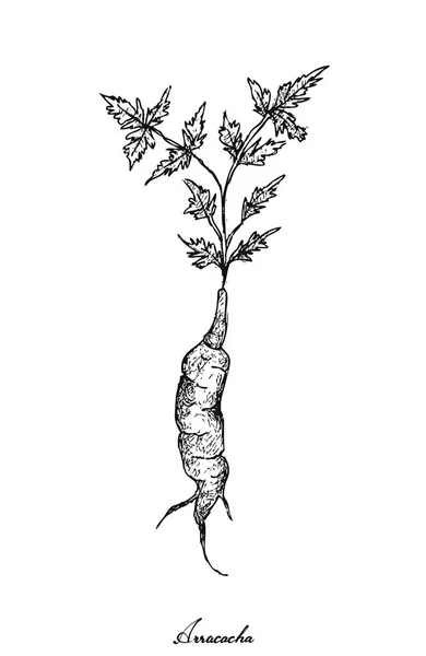 Hand Drawn of Arracacha on White Background — Stock Illustration Hand Drawn of Arracacha on White Background Royalty Free Stock Vectors