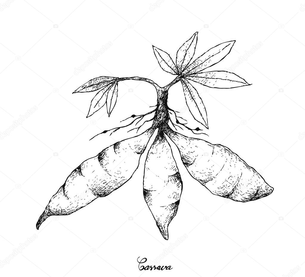 Hand Drawn of Fresh Cassava Root on White Background