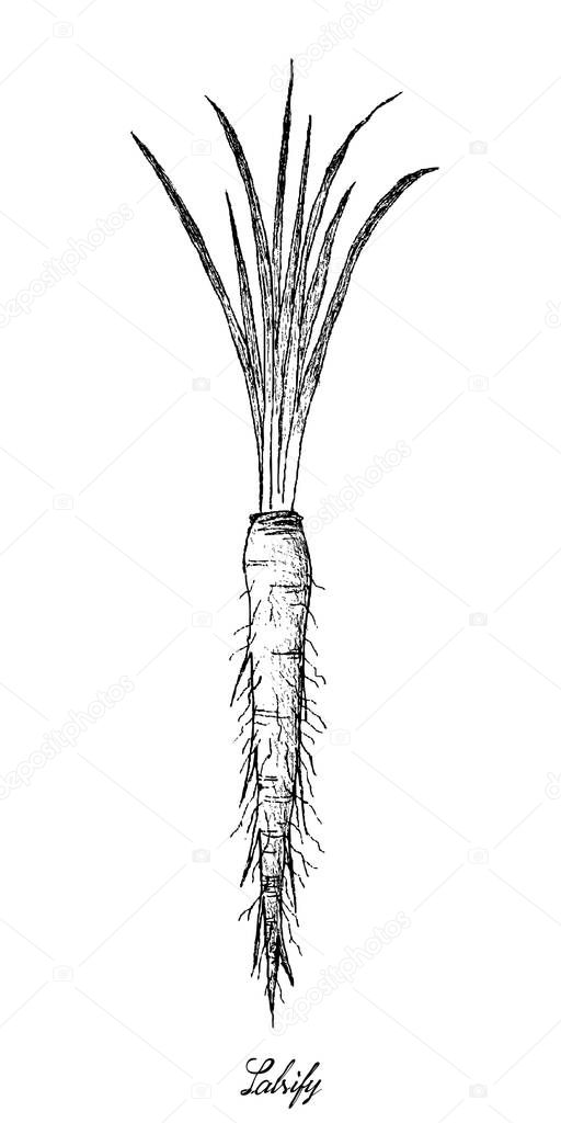 Hand Drawn of Salsify on White Background
