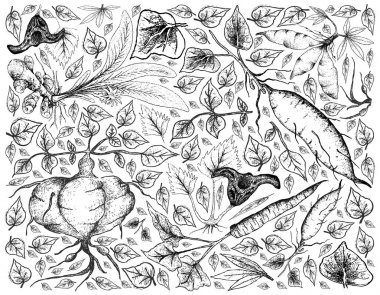 Hand Drawn of Root and Tuberous Vegetables Background clipart