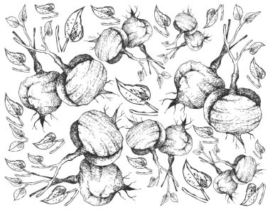 Elle taze Jicama beyaz arka plan üzerinde çizilmiş