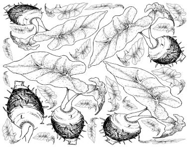 Elle Taro kökleri beyaz arka plan üzerinde çizilmiş