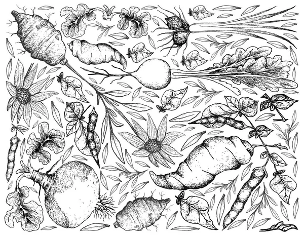 Dibujado a mano de raíz y vegetales tuberosos Fondo — Vector de stock