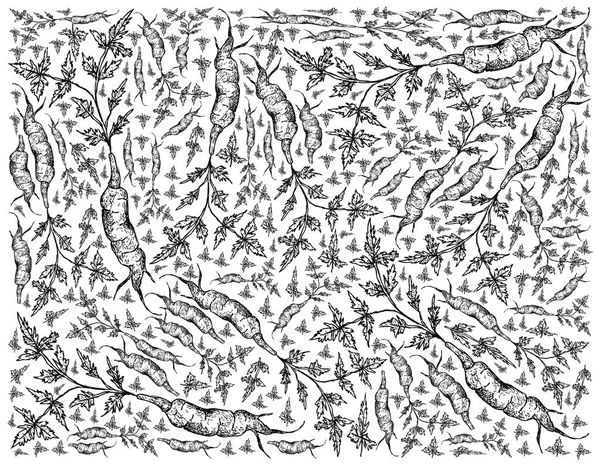 Mão desenhada de Arracacha em fundo branco — Vetor de Stock