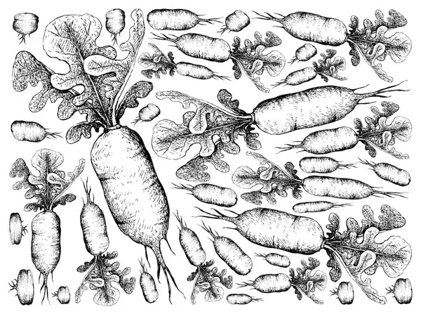 白色背景的鲜萝卜萝卜手画 — 图库矢量图片