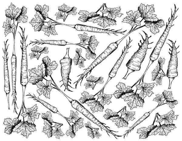 Disegnato a mano di pastinaca su sfondo bianco — Vettoriale Stock