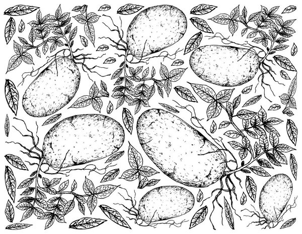Hand Drawn of Fresh Potatoes on A White Background