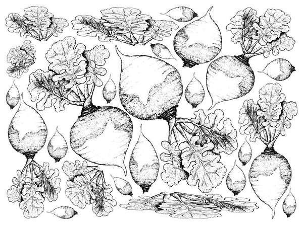 Disegnato a mano di Rutabaga su sfondo bianco — Vettoriale Stock