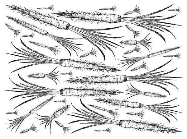 Dibujado a mano de Salsify sobre fondo blanco — Archivo Imágenes Vectoriales