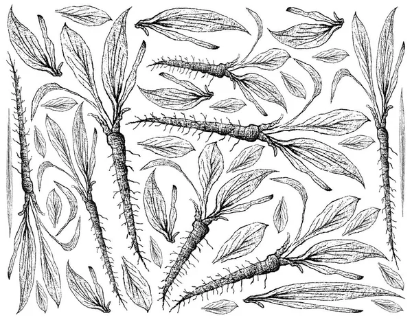 Disegnato a mano di Scorzonera su sfondo bianco — Vettoriale Stock