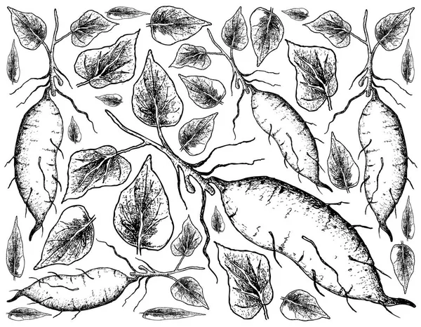 Hand gezeichnet von Süßkartoffeln auf weißem Hintergrund — Stockvektor