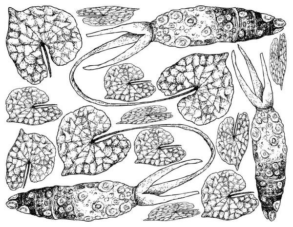 手画的芥末根, 也被称为日本山葵 — 图库矢量图片