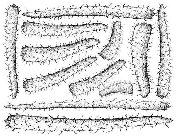 Mão desenhada de inhame chinês em fundo branco —  Vetores de Stock