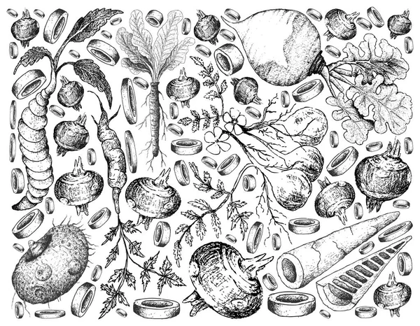 Hand Drawn of Root and Tuberous Vegetables Background — Stock Illustration Hand Drawn of Root and Tuberous Vegetables Background Vector Graphics