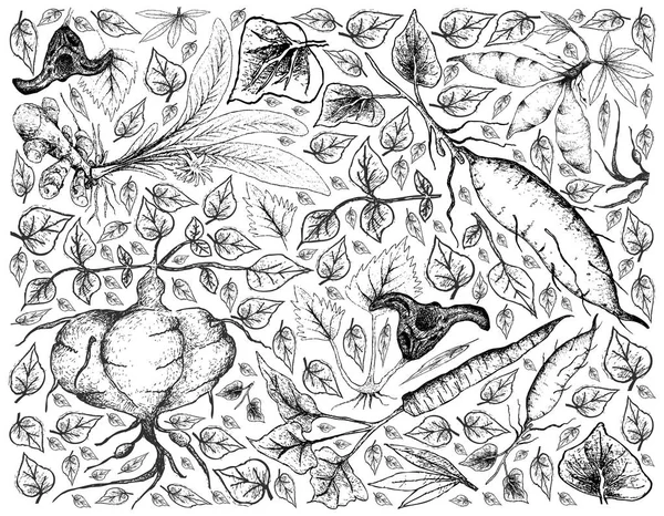 Hand Drawn of Root and Tuberous Vegetables Background — Stock Illustration Hand Drawn of Root and Tuberous Vegetables Background Vector Graphics