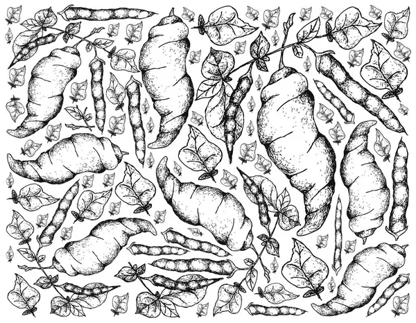 Hand Drawn of Fresh Ahipa on White Background — Stock Illustration Hand Drawn of Fresh Ahipa on White Background Royalty Free Stock Vectors