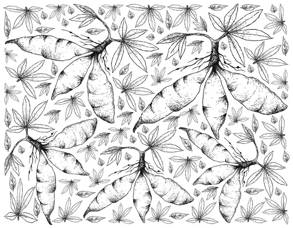 Hand Drawn of Fresh Cassava Root on White Background — Stock Illustration Hand Drawn of Fresh Cassava Root on White Background Royalty Free Stock Illustrations