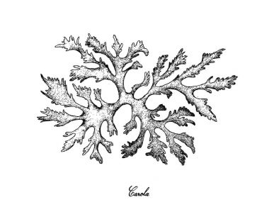 Elle Carola yosun beyaz arka plan üzerinde çizilmiş