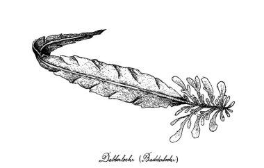 Elle Dabberlocks yosun beyaz arka plan üzerinde çizilmiş